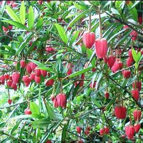 crinodendron hookerianum
